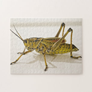 Beau Puzzle photo Bug Grasshopper Locust
