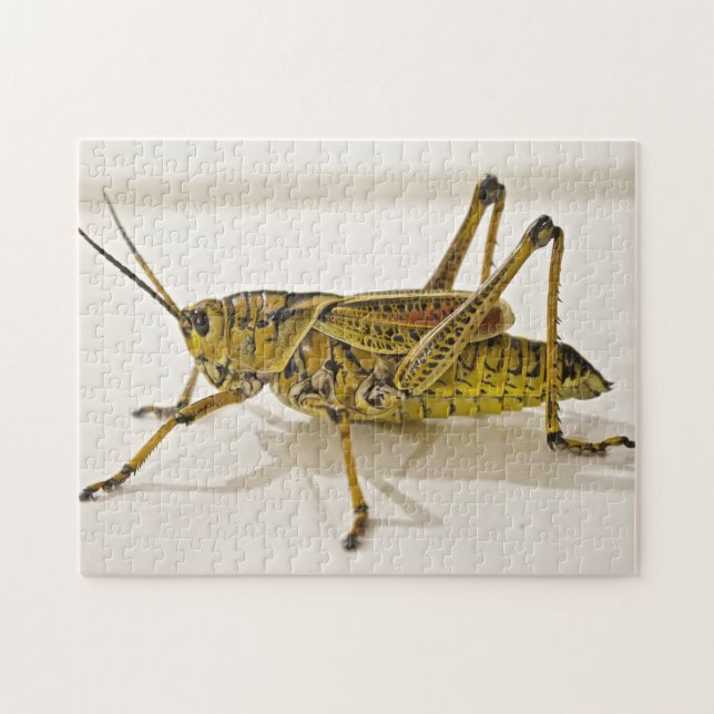 Beau Puzzle photo Bug Grasshopper Locust (Horizontal)