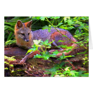Beau renard gris