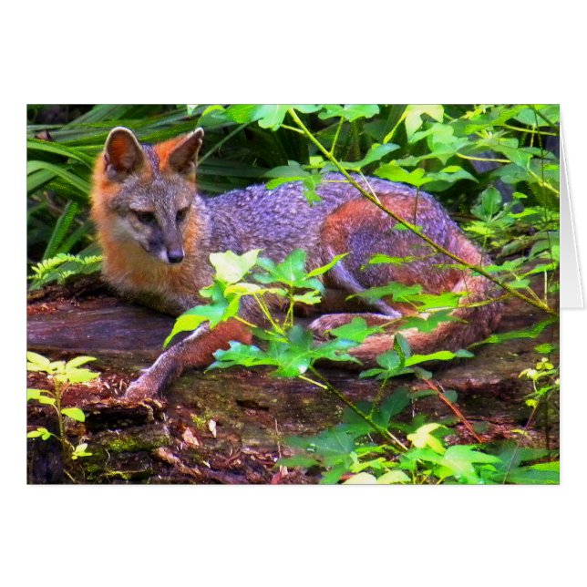 Beau renard gris (Devant horizontal)