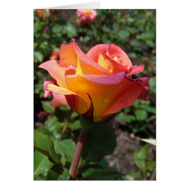 Beau Rose (Devant)