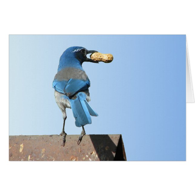 Beau Scrub Jay Bird (Devant horizontal)