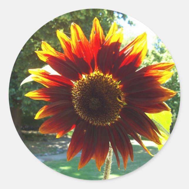 Beau Sticker de tournesol jaune et rouge (Devant)