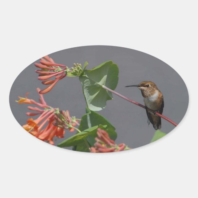 Beau Sticker ovale Colibri (Devant)