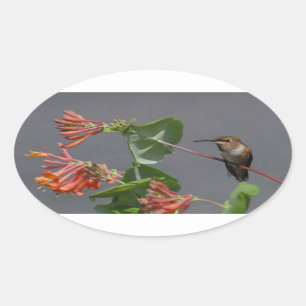 Beau Sticker ovale Colibri