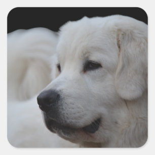 Beau Sticker Polonais Tatra Sheepdog