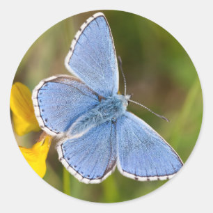 Beau Stickers Papillon bleu Adonis