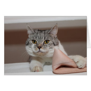 Beau Tomcat de Shorthair britannique