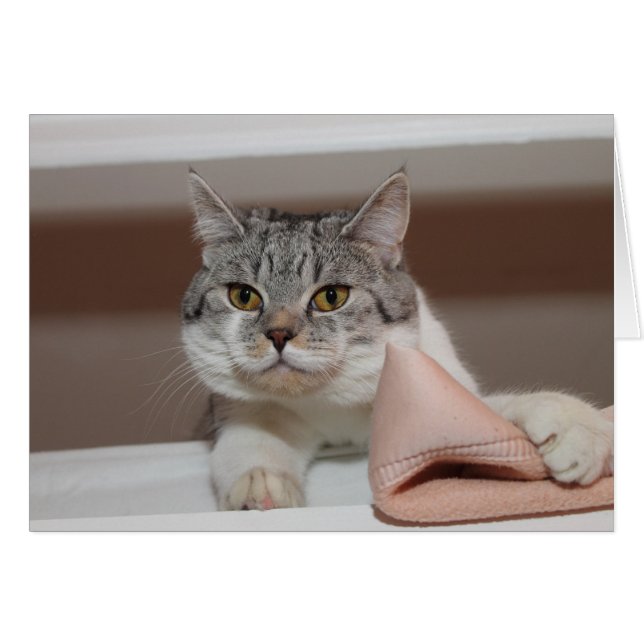 Beau Tomcat de Shorthair britannique (Devant Horizontal)