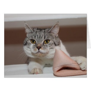 Beau Tomcat de Shorthair britannique