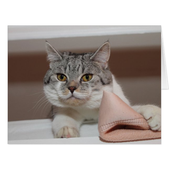 Beau Tomcat de Shorthair britannique (Devant horizontal)