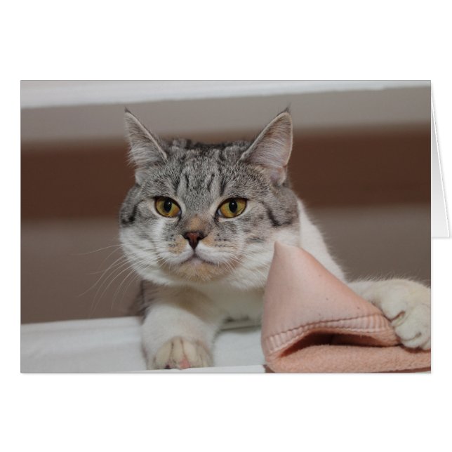 Beau Tomcat de Shorthair britannique (Devant horizontal)