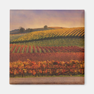 Beau Vignoble d'automne Magnet d'art