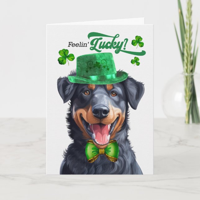 Beauceron Dog Feelin' Lucky St Patrick's Day Holiday Card (Front)