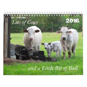 Beaucoup de vaches et un peu de calendrier Bull