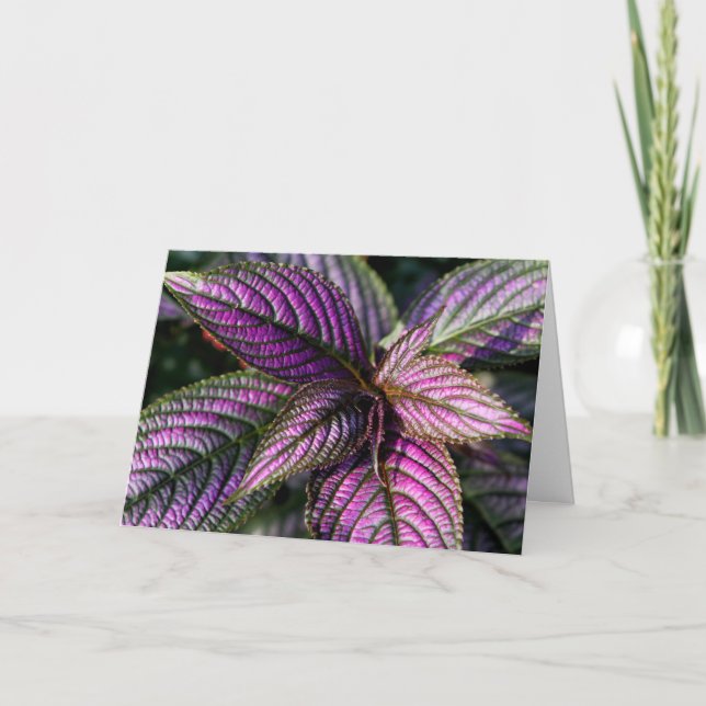 Beaugreeting card (Front)