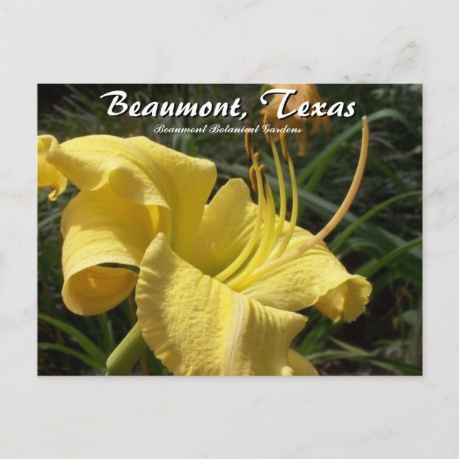 Beaumont, Texas Botanical Garden Day Lily Travel Postcard (Front)