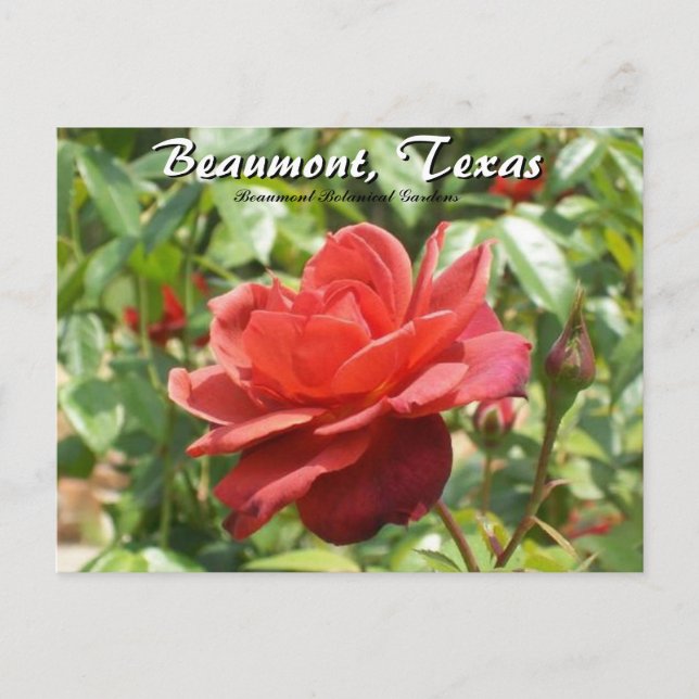 Beaumont, Texas Botanical Garden Roses Travel Postcard (Front)