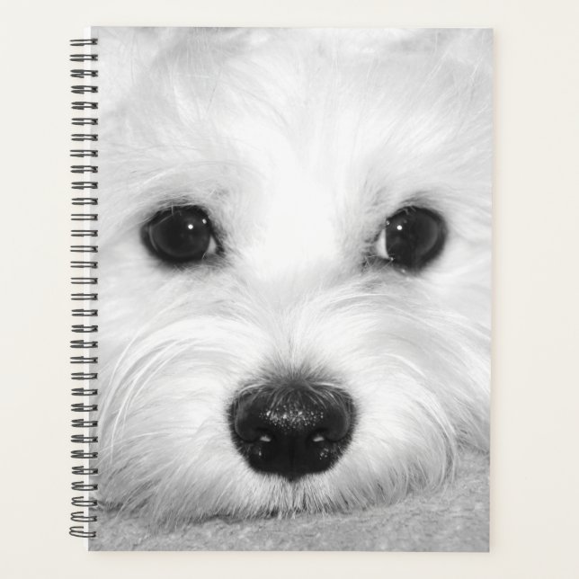 Beauté blanche Maltese Chien Maman (Devant)