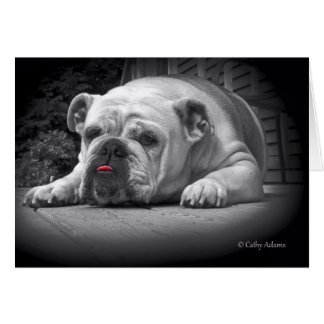 Beauté BullDog