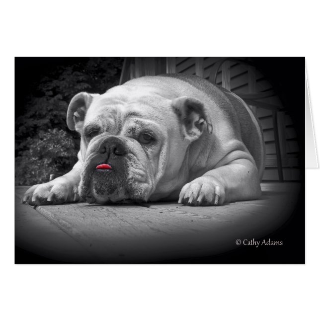 Beauté BullDog (Devant horizontal)