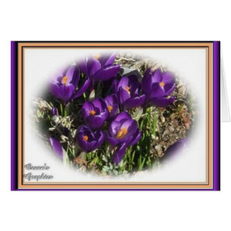 Beauté de crocus