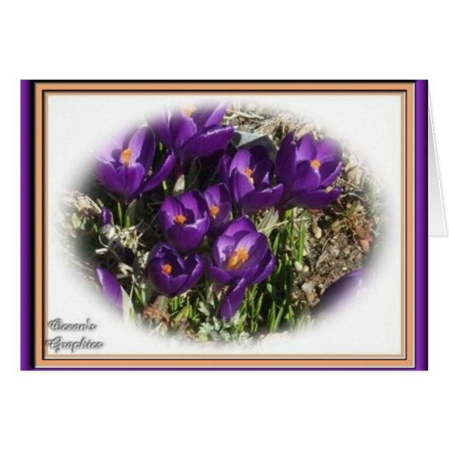 Beauté de crocus (Devant horizontal)