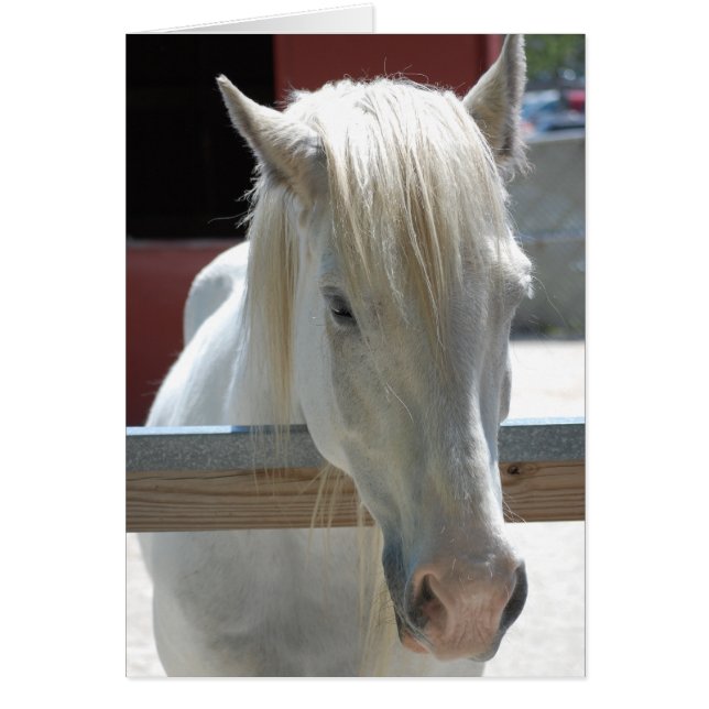 Beauté du cheval blanc (Devant)
