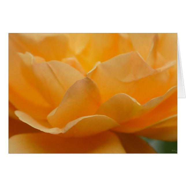 Beauté D'Un Rose (Devant Horizontal)