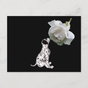 Beauté Innocence Dalmatienne Et Rose Carte Postale