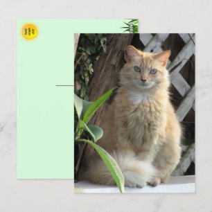 Beauté la carte postale du chat errant