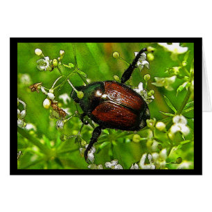 Beauté maléfique Japonaise Beetle Insecte