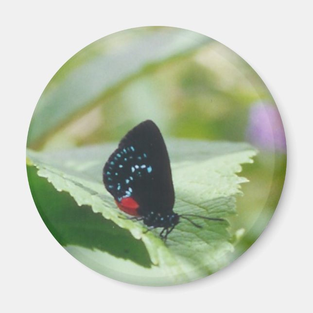 Beauté noire - papillon Atala - aimant (Devant)