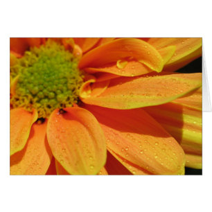 Beauté orange
