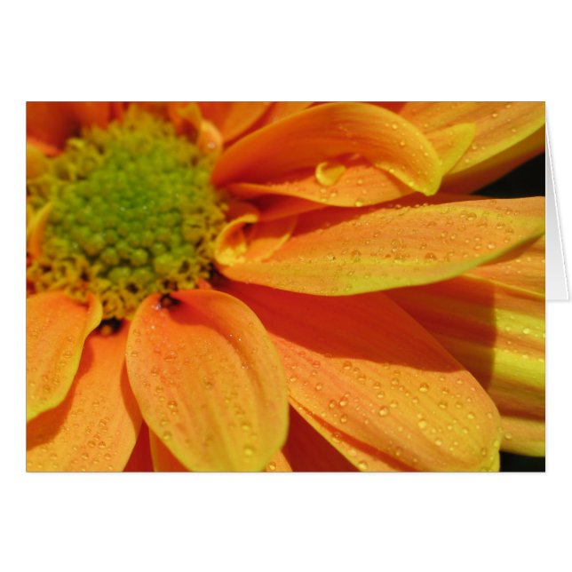 Beauté orange (Devant horizontal)