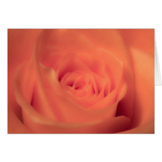 Beauté orange