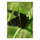 Beauté printanière sur l'aile