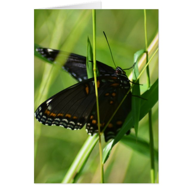 Beauté printanière sur l'aile (Devant)