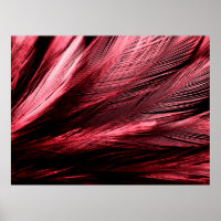 Beautiful abstract red feathers on dark background