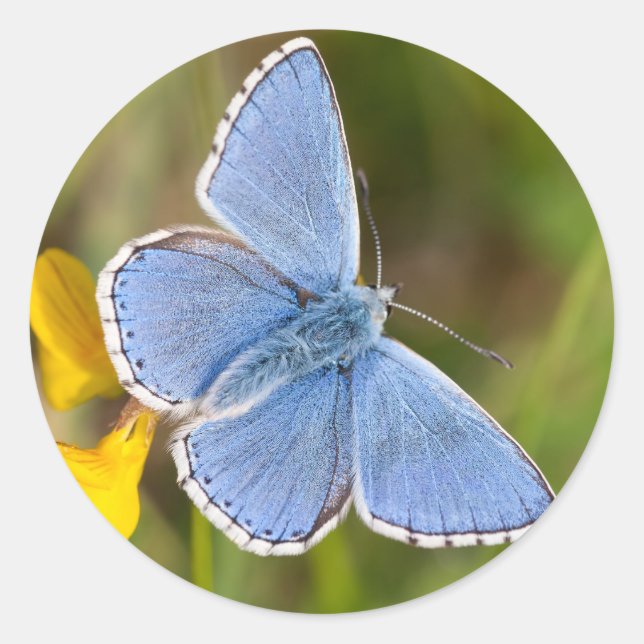 Beautiful Adonis Blue Butterfly Stickers (Front)