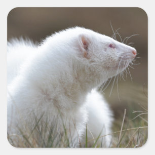 Beautiful Albino Ferret Square Sticker