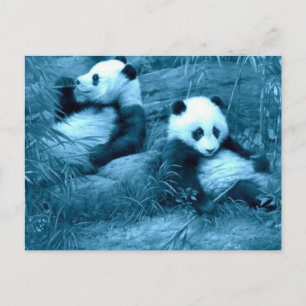 beautiful amazing panda's postcard