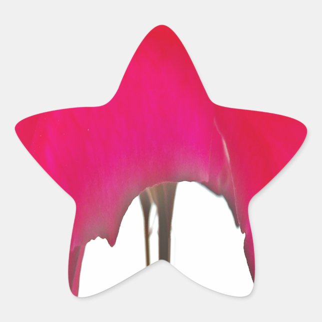 Beautiful amazing Red rose under the white sky Star Sticker (Front)