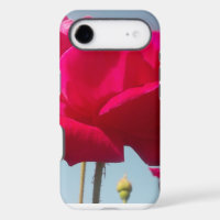 Beautiful Amazing Rose For the Bride