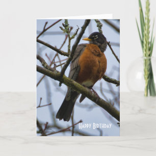 Beautiful American Robin Birthday Greeting Card
