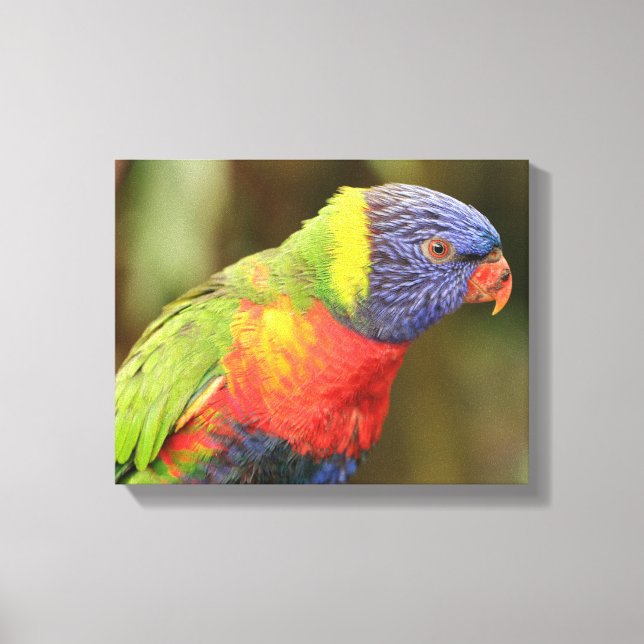Beautiful and Colourful Parrot Canvas Print (Front)