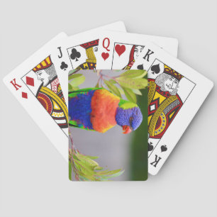Beautiful and Colourful Rainbow Lorikeet Parrot Playing Cards