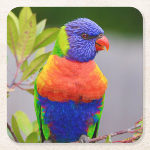 Beautiful and Colourful Rainbow Lorikeet Parrot Square Paper Coaster
