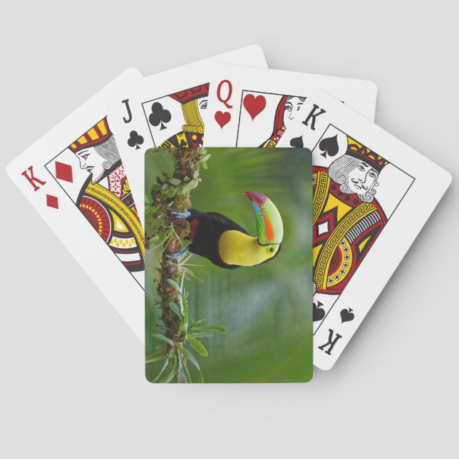 Beautiful and Colourful Tropical Toucan Bird Playing Cards (Back)