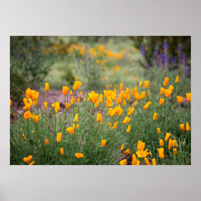 beautiful and fragrant wildflowers growing in tucs poster (Front)